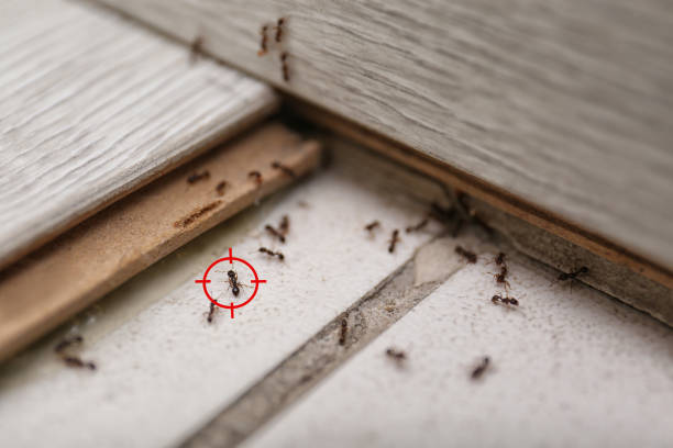 Flea Control Services in Brocton, NY