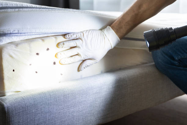 Best Pest Inspection Near Me  in Brocton, NY