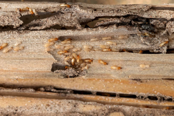 Best Local Pest Control Services  in Brocton, NY